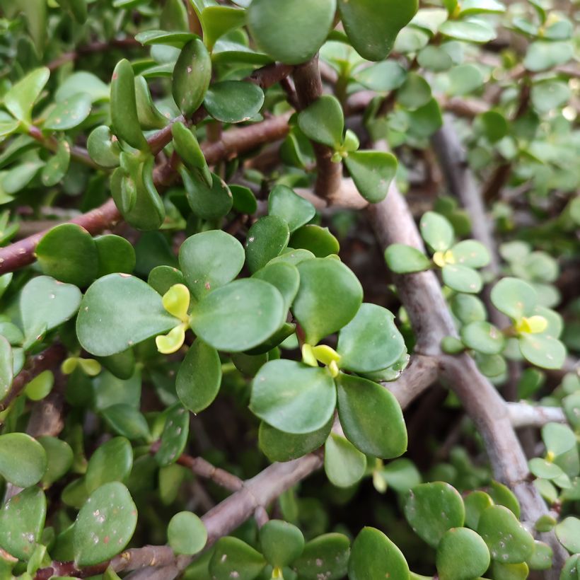Portulacaria afra - Arbusto-elefante (Folhagem)
