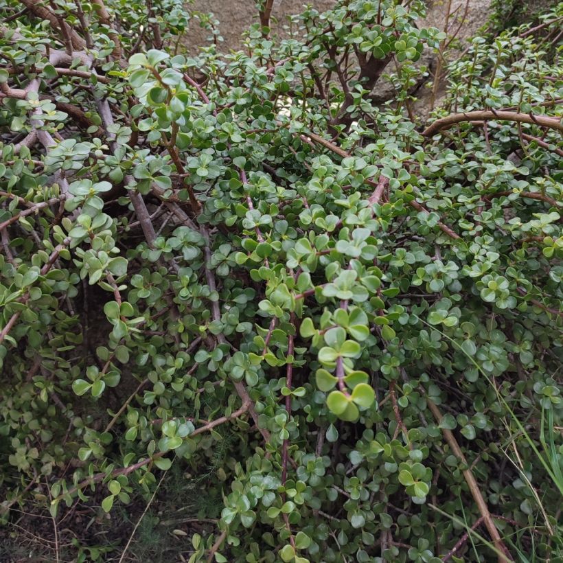 Portulacaria afra - Arbusto-elefante (Hábito)
