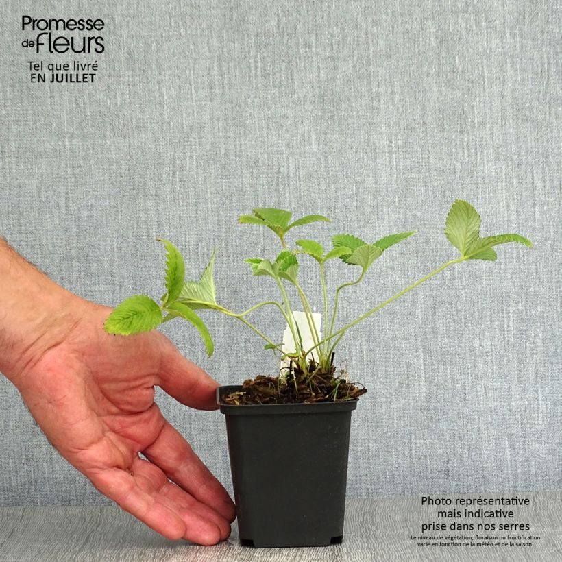 Amostra de Potentilla Arc en Ciel Vaso de 8/9 cm tal como entregue no verão