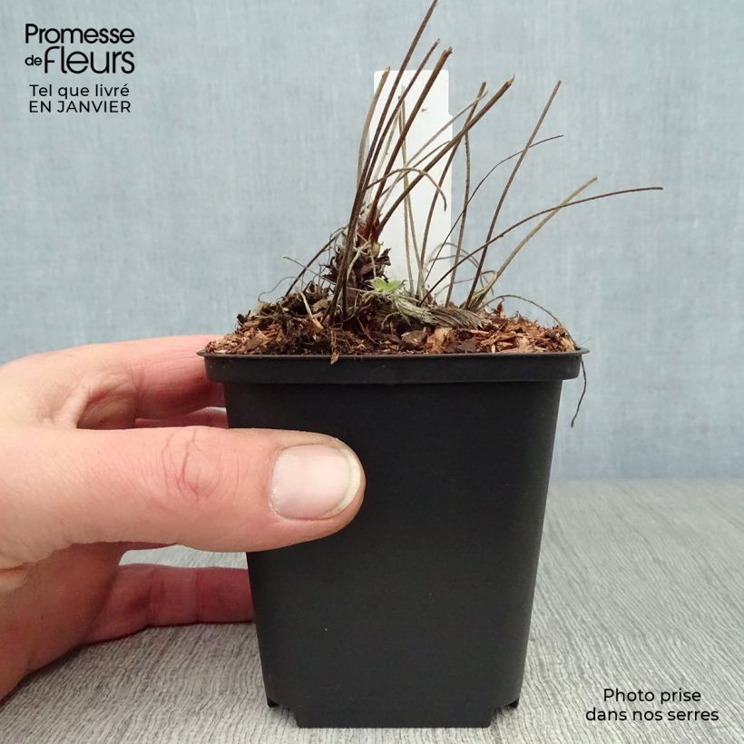 Amostra de Potentilla Arc en Ciel - Potentille vivace Vaso de 8/9 cm tal como entregue no inverno