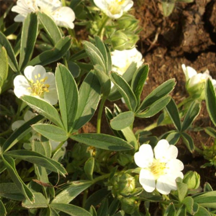 Potentilla alba - Potentilla branca (Floração)