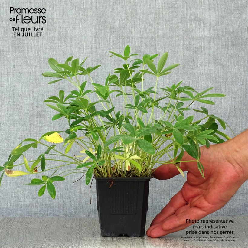Amostra de Potentilla alba - Potentilla branca Vaso de 8/9 cm tal como entregue no verão
