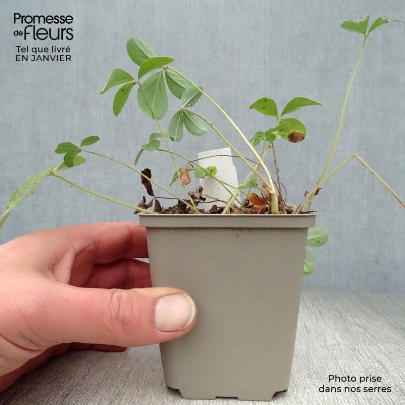 Amostra de Potentilla alba - Potentille blanche Vaso de 8/9 cm tal como entregue no inverno