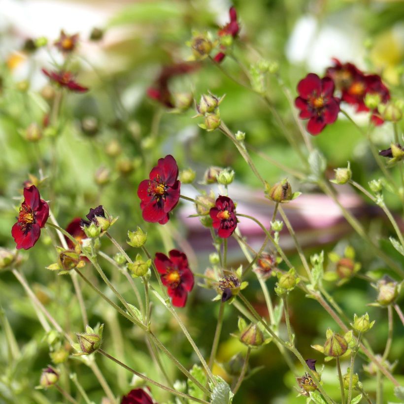 Potentilla atrosanguinea (Floração)