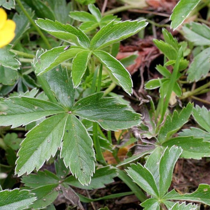 Potentilla aurea (Folhagem)