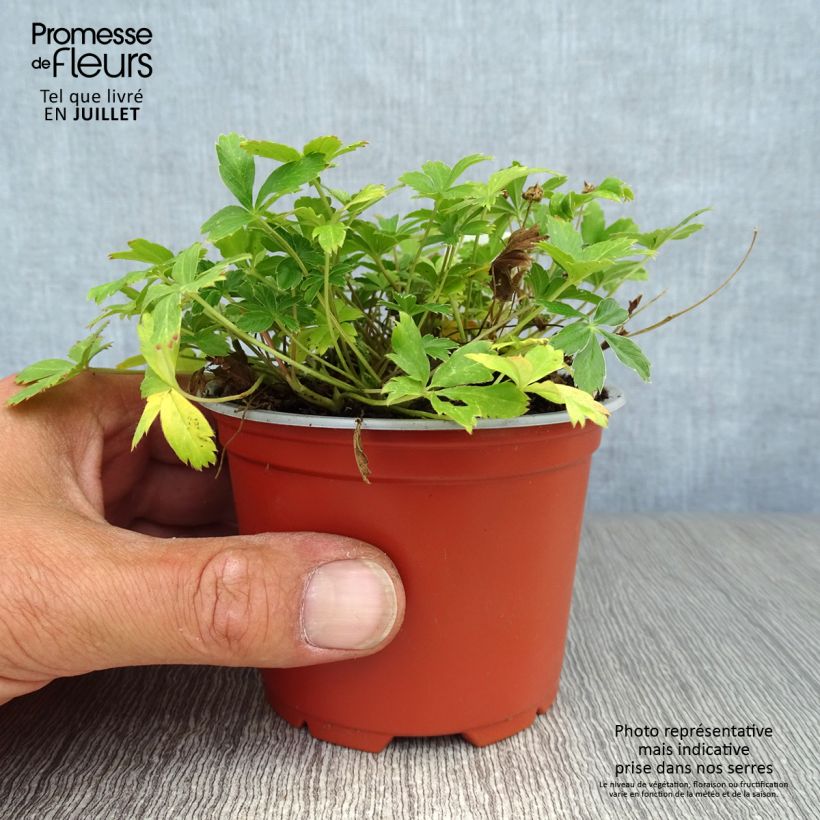 Amostra de Potentilla aurea Vaso de 8/9 cm tal como entregue no verão
