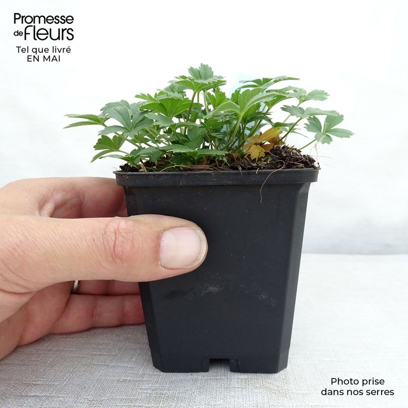 Amostra de Potentilla aurea Vaso de 8/9 cm tal como entregue na primavera