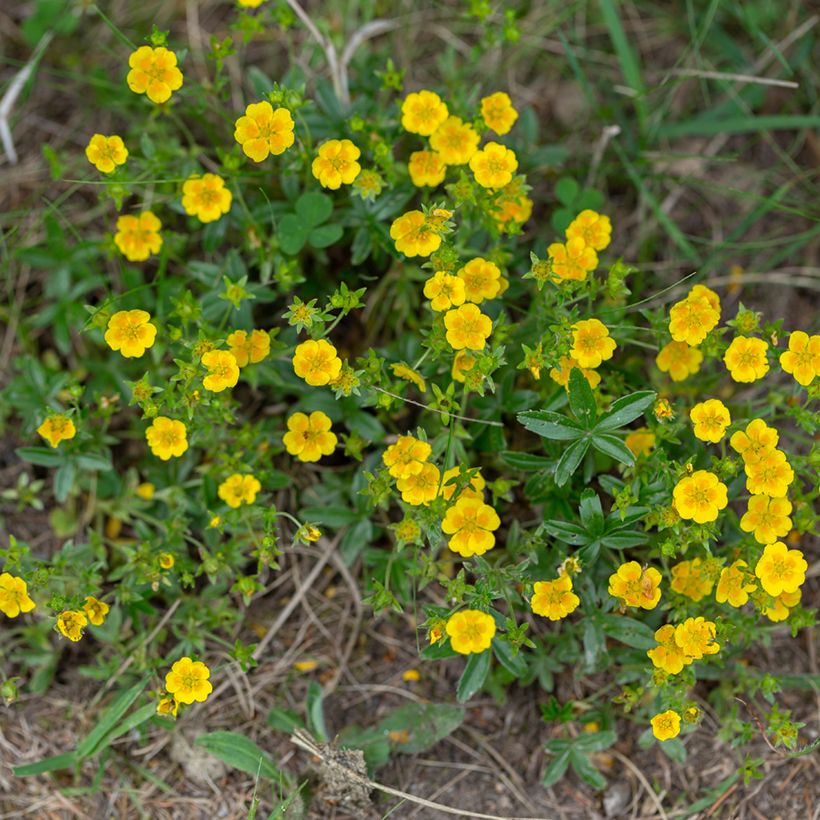 Potentilla aurea (Hábito)