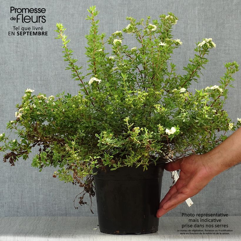 Amostra de Potentilla fruticosa Double Punch Pastel Vaso de 3 L/4 L tal como entregue no outono