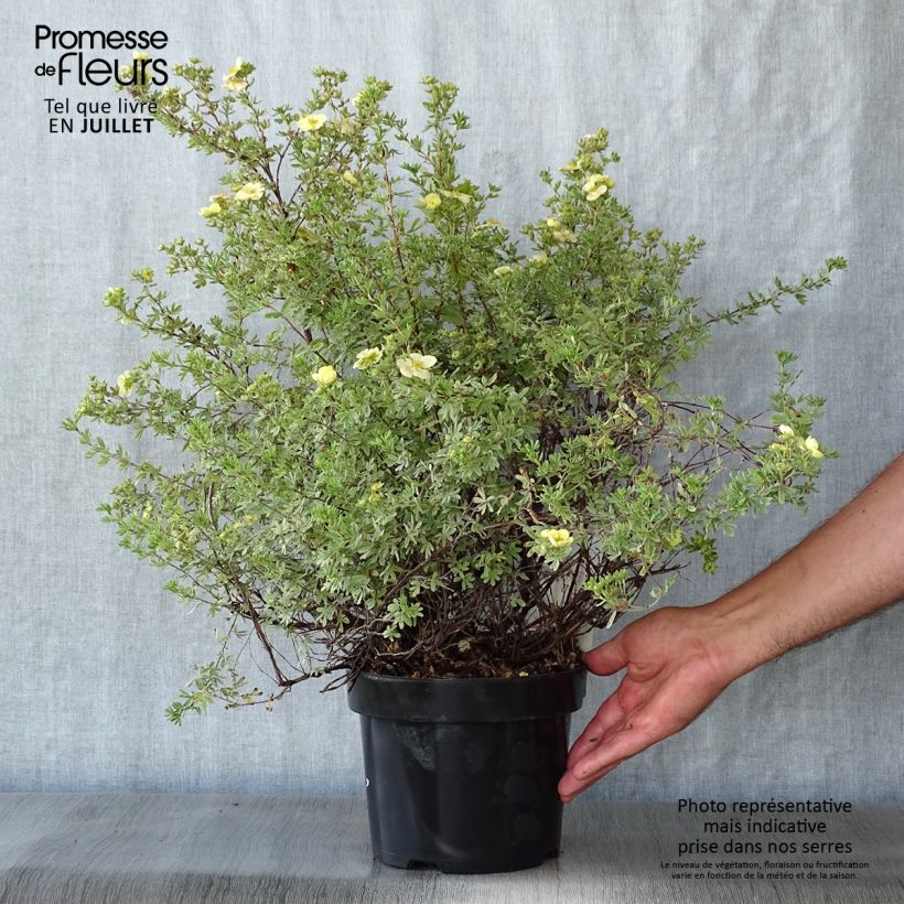 Amostra de Potentilla fruticosa Glamour Girl Vaso de 2 L/3 L tal como entregue no verão