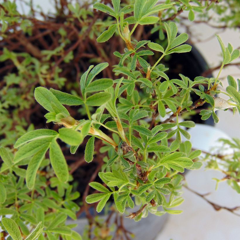 Potentilla fruticosa Bellissima (Folhagem)