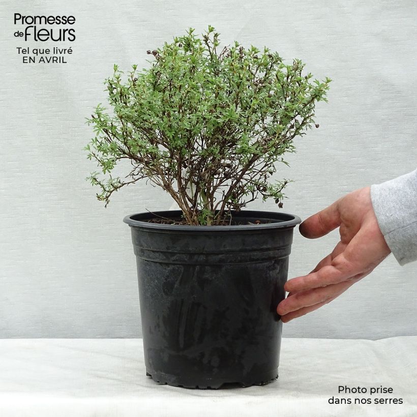 Amostra de Potentilla fruticosa Bellissima Vaso de 2 L/3 L tal como entregue na primavera