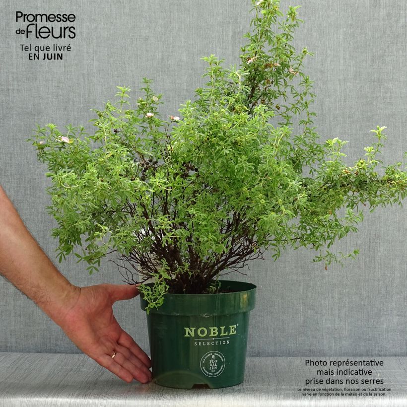 Amostra de Potentilla fruticosa Bellissima Vaso de 2 L/3 L tal como entregue no verão