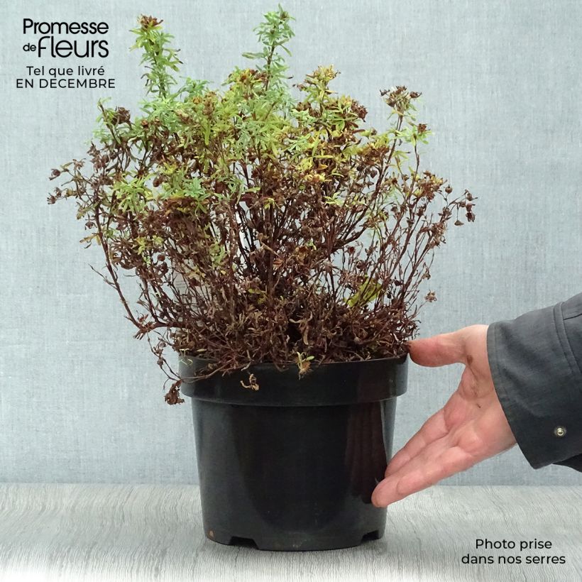 Amostra de Potentilla fruticosa Bellissima - Potentille arbustive Vaso de 2 L/3 L tal como entregue no inverno