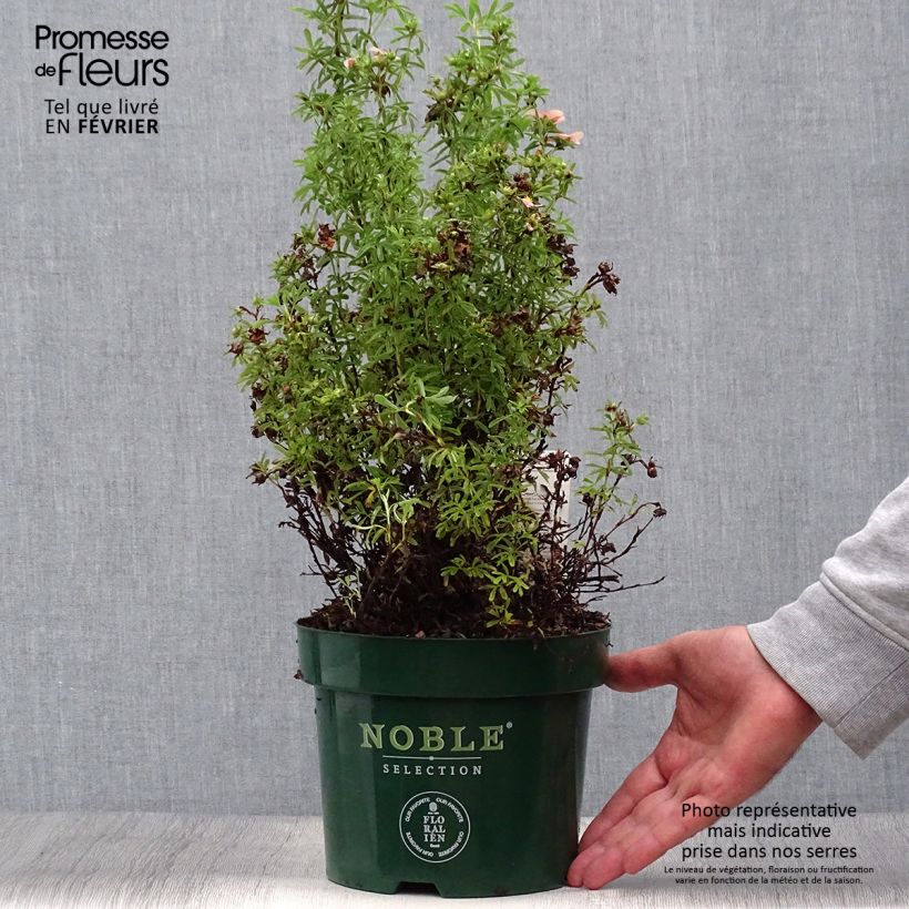 Amostra de Potentilla fruticosa Bellissima Vaso de 2 L/3 L tal como entregue no outono