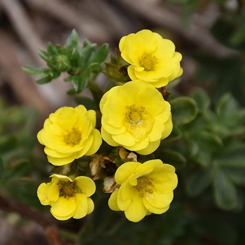 Potentilla fruticosa Citrus Tart (Floração)