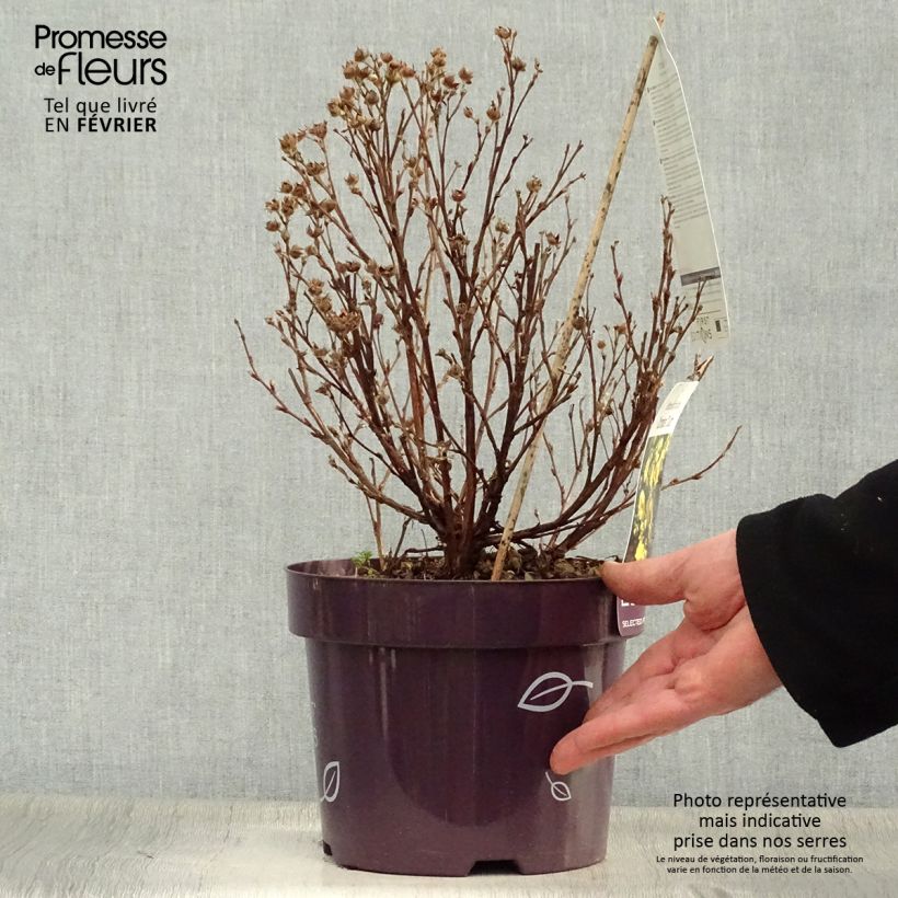 Amostra de Potentilla fruticosa Citrus Tart- Potentille arbustive Vaso de 2 L/3 L tal como entregue no inverno