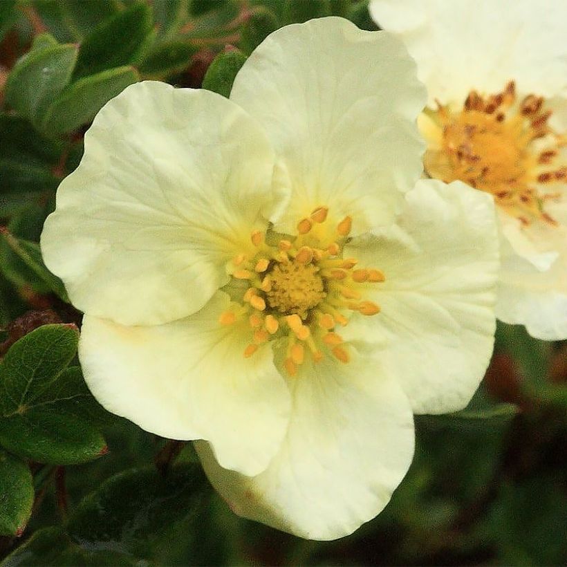 Potentilla fruticosa Creamissima (Floração)