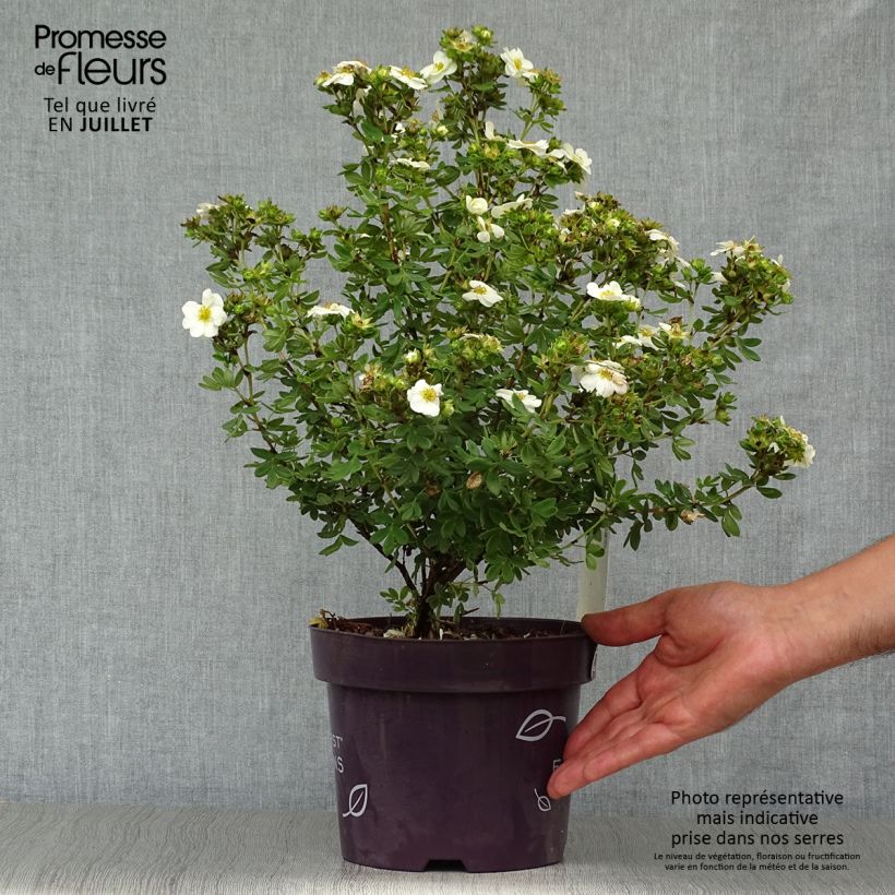 Amostra de Potentilla fruticosa Creme Brulée Vaso de 2 L/3 L tal como entregue no verão
