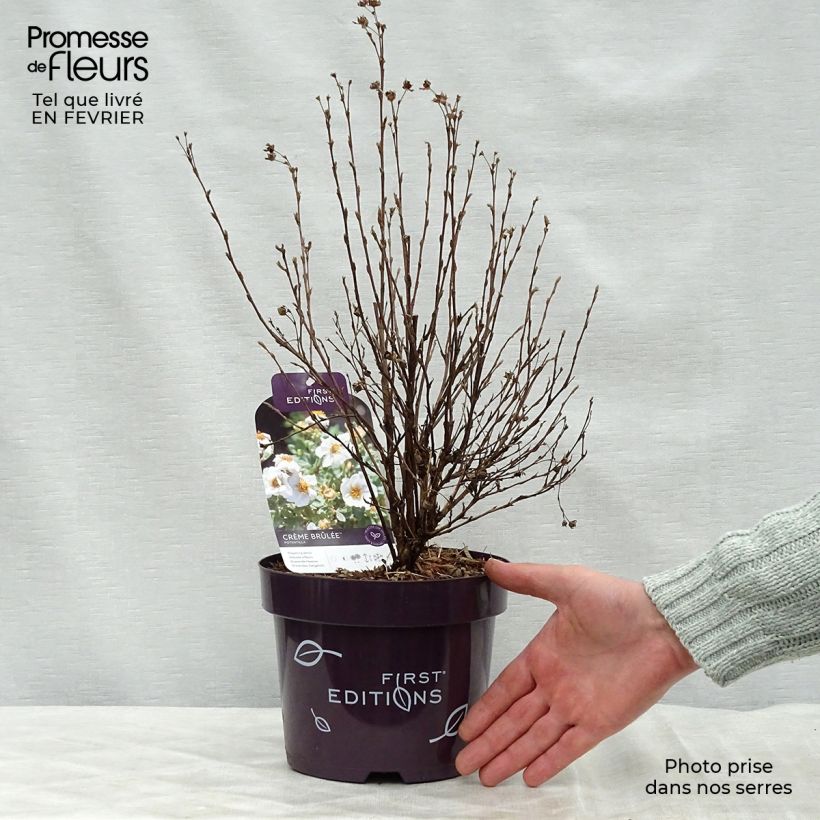 Amostra de Potentilla fruticosa Creme brulée- Potentille arbustive Vaso de 2 L/3 L tal como entregue no inverno