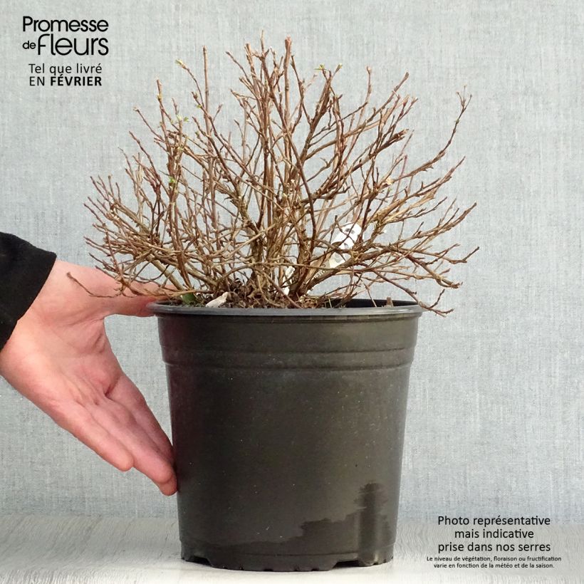 Amostra de Potentilla fruticosa Double Punch Pastel - Potentille arbustive Vaso de 3 L/4 L tal como entregue no inverno
