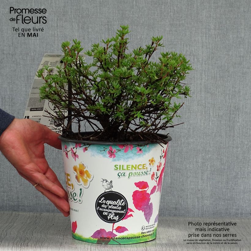 Amostra de Potentilla fruticosa Double Punch Pastel Vaso de 3 L/4 L tal como entregue na primavera