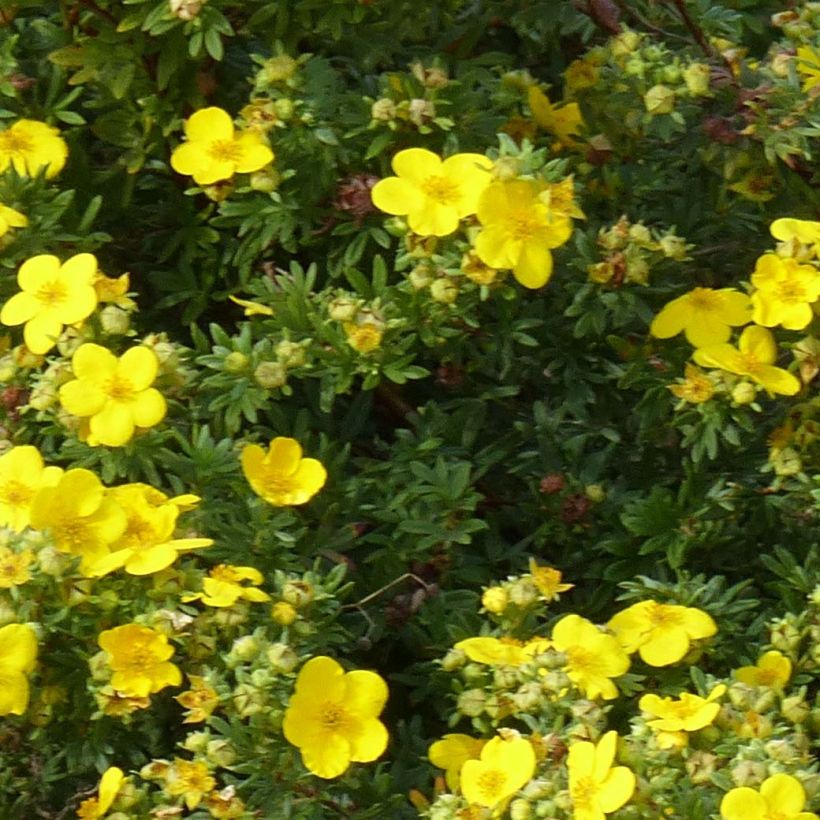 Potentilla fruticosa Goldfinger (Folhagem)