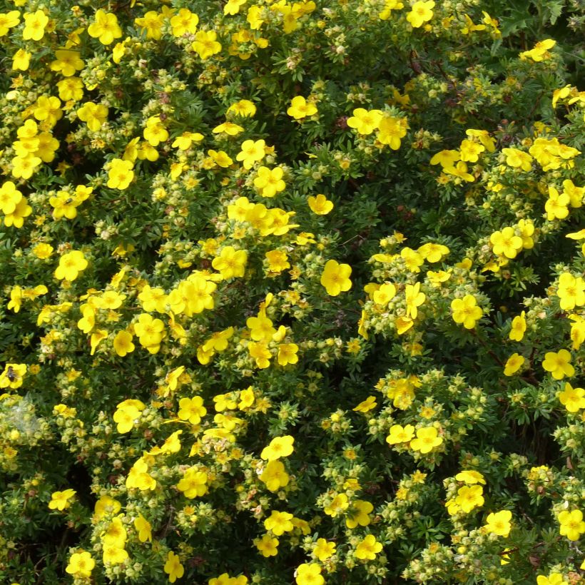 Potentilla fruticosa Goldfinger (Floração)
