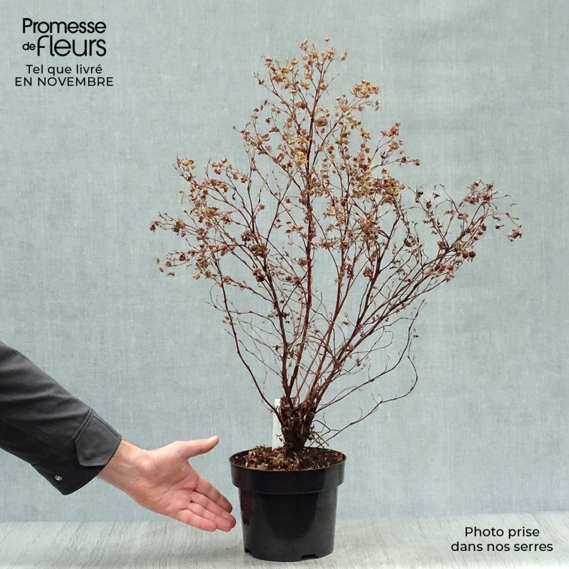 Amostra de Potentilla fruticosa Goldfinger Vaso de 3 L/4 L tal como entregue no outono