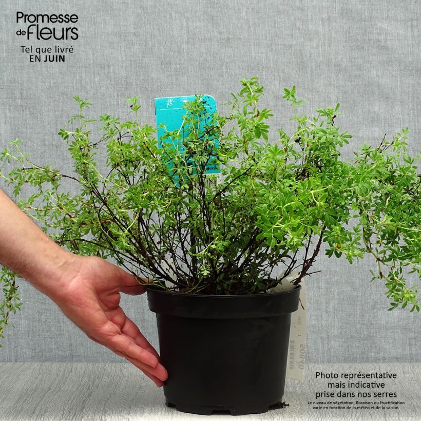 Amostra de Potentilla fruticosa Goldfinger Vaso de 3 L/4 L tal como entregue no verão