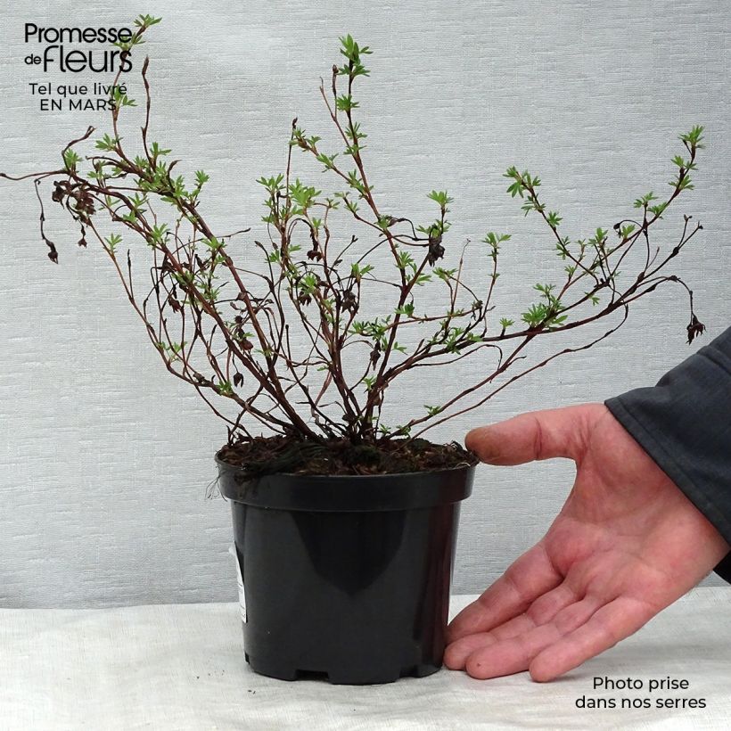 Amostra de Potentilla fruticosa Goldfinger - Potentille arbustive  Vaso de 1 L/1,5 L tal como entregue no inverno