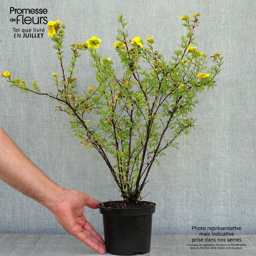Amostra de Potentilla fruticosa Goldfinger Vaso de 1 L/1,5 L tal como entregue no verão