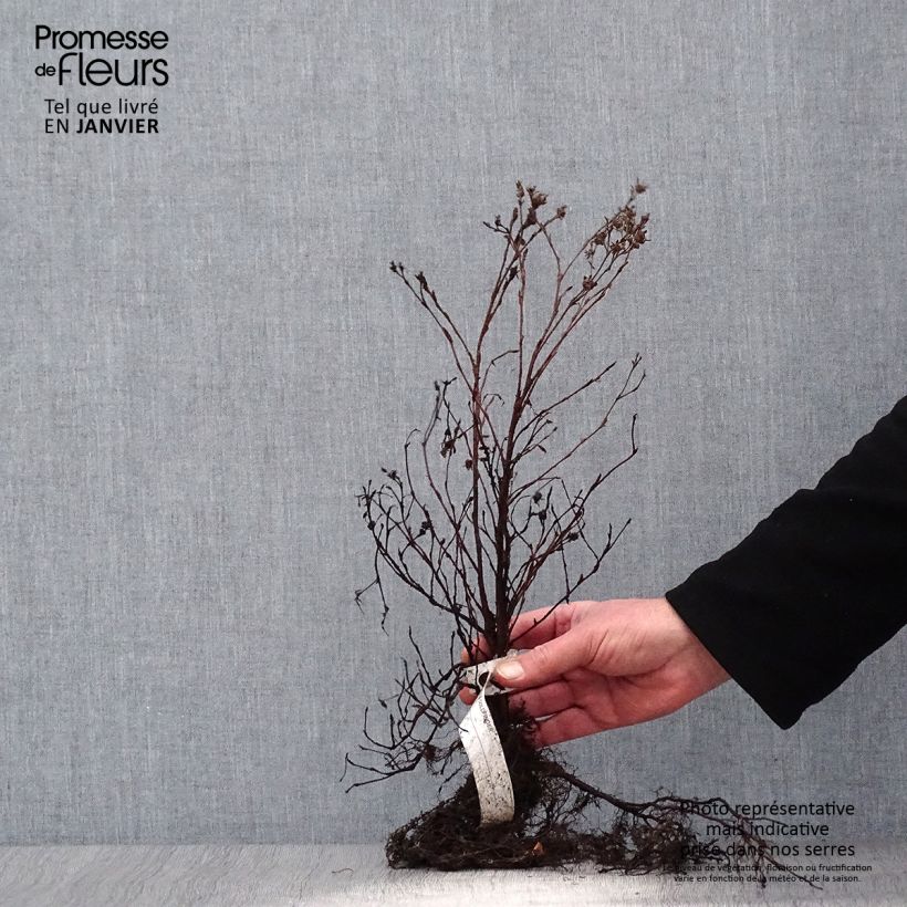 Amostra de Potentilla fruticosa Goldfinger - Potentille arbustive  Raízes nuas tal como entregue no inverno