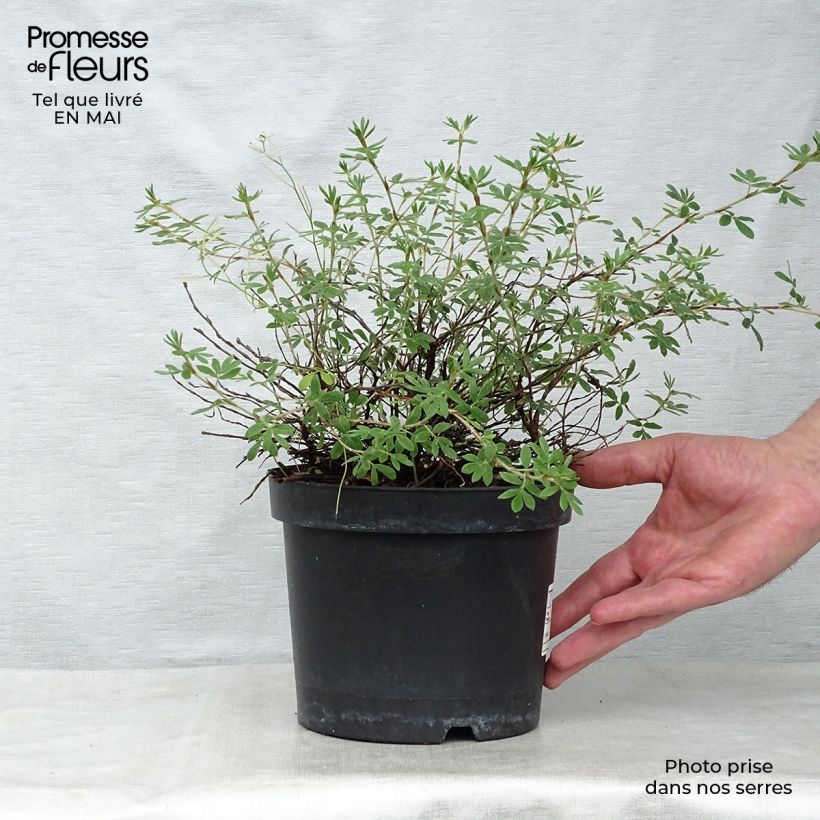 Amostra de Potentilla fruticosa Goldteppich Vaso de 1,5 L/2 L tal como entregue na primavera