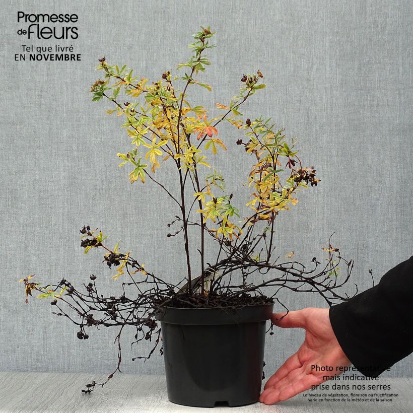 Amostra de Potentilla fruticosa Goldteppich Vaso de 1,5 L/2 L tal como entregue no outono