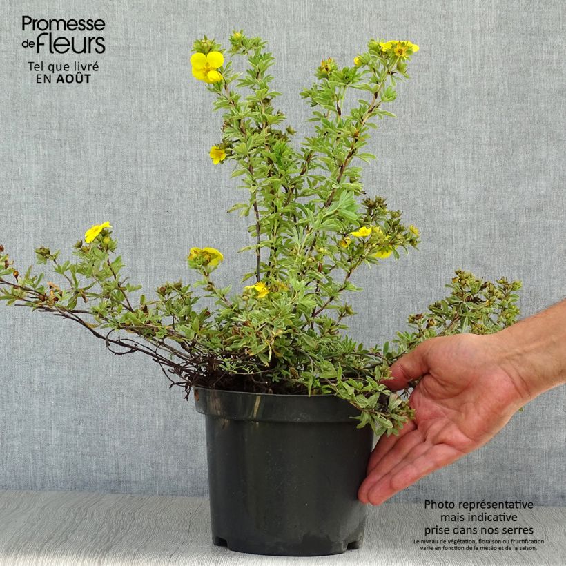 Amostra de Potentilla fruticosa Goldteppich Vaso de 1,5 L/2 L tal como entregue no verão