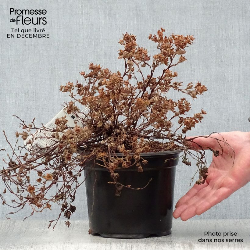 Amostra de Potentilla fruticosa Goldteppich - Potentille arbustive  Vaso de 1,5 L/2 L tal como entregue no inverno