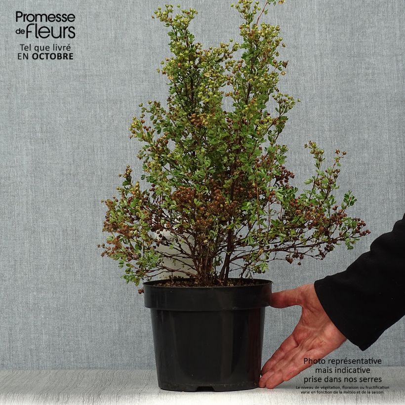 Amostra de Potentilla fruticosa Lemon Meringue Vaso de 2 L/3 L tal como entregue no outono