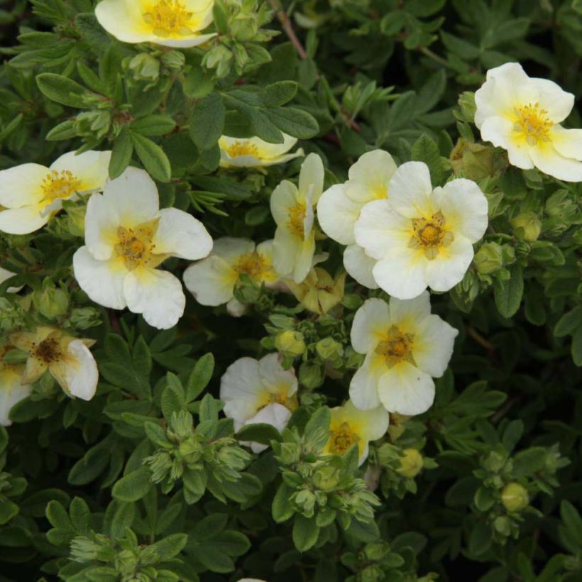 Potentilla fruticosa Limelight (Floração)