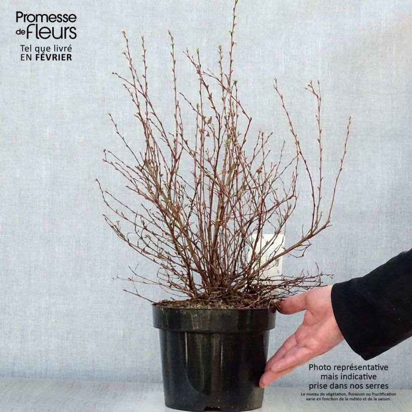 Amostra de Potentilla fruticosa Limelight- Potentille arbustive Vaso de 3 L/4 L tal como entregue no inverno