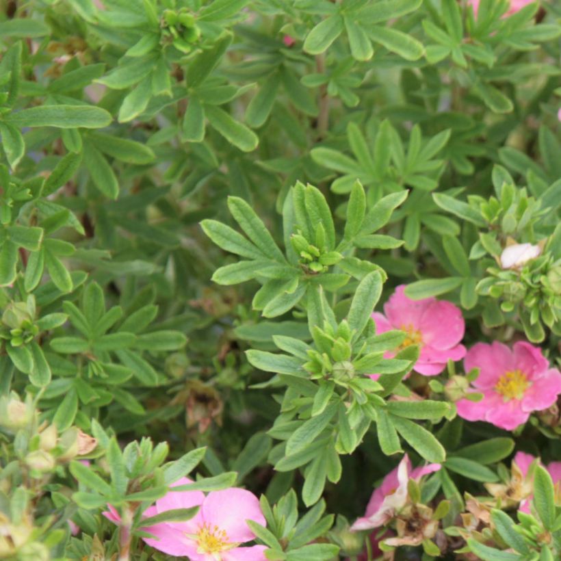 Potentilla fruticosa Lovely Pink (Folhagem)