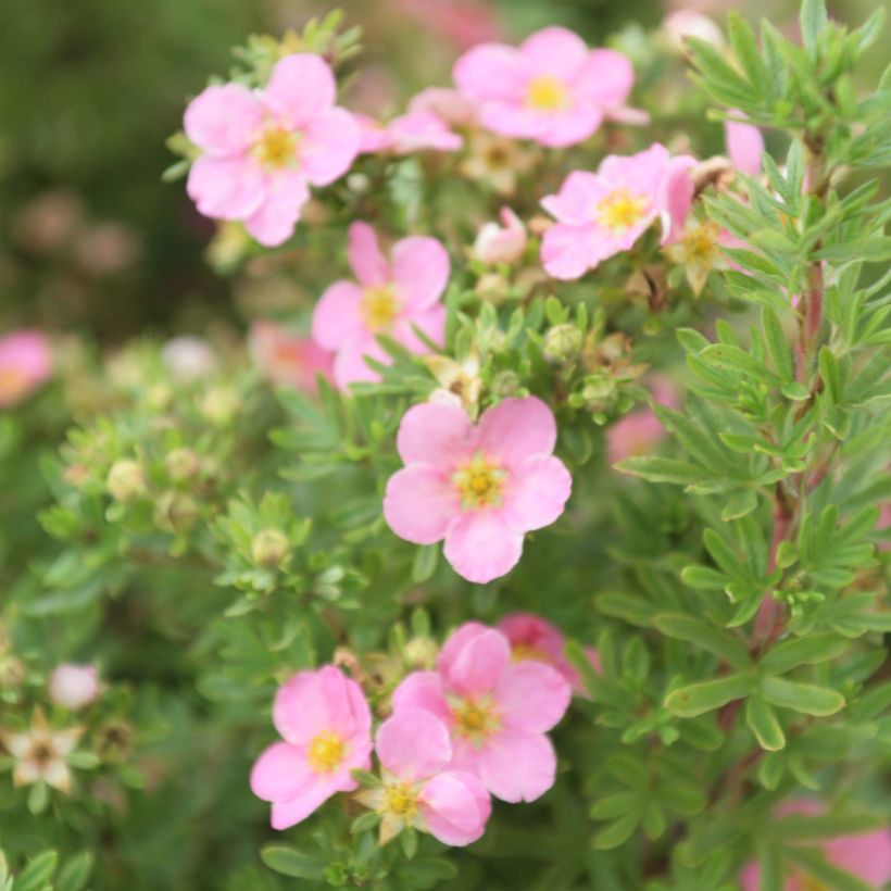 Potentilla fruticosa Lovely Pink (Floração)