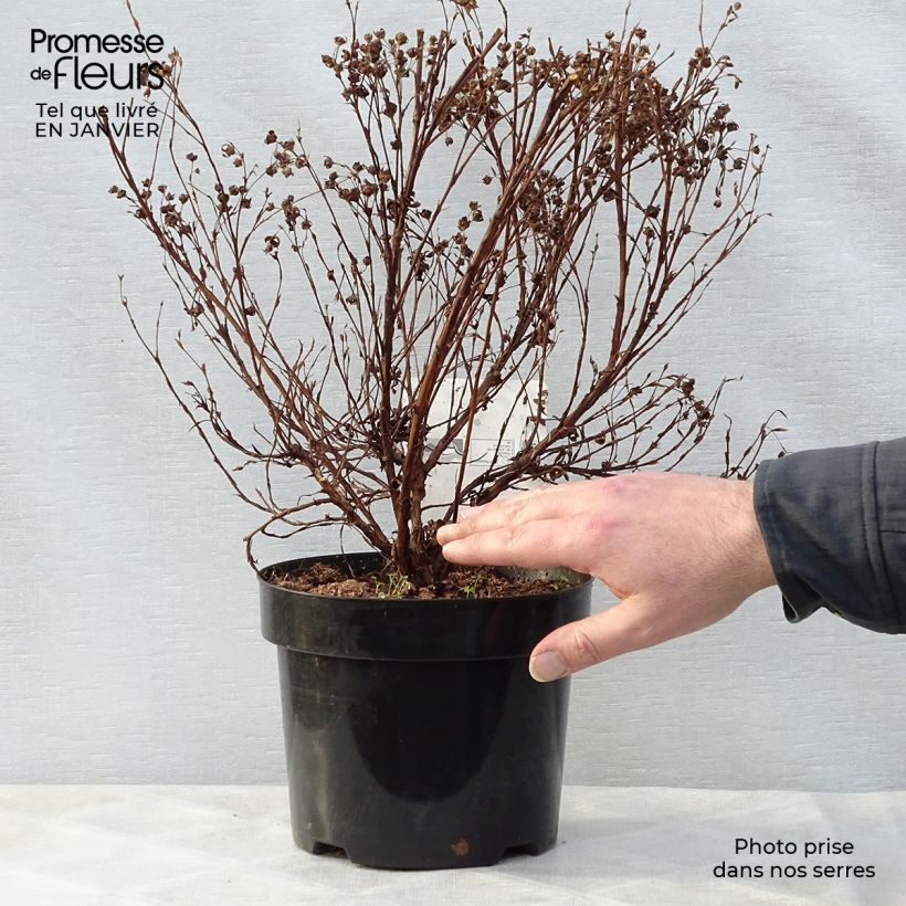 Amostra de Potentilla fruticosa Lovely Pink- Potentille arbustive Vaso de 1,5 L/2 L tal como entregue no inverno
