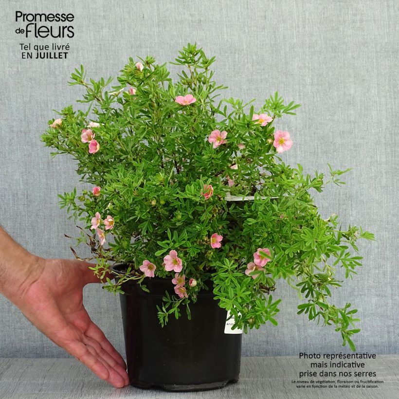 Amostra de Potentilla fruticosa Lovely Pink Vaso de 1,5 L/2 L tal como entregue no verão