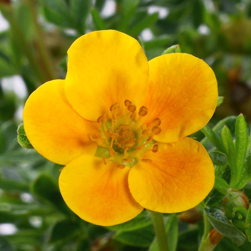 Potentilla fruticosa Mandarin Tango (Floração)