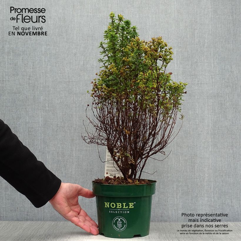 Amostra de Potentilla fruticosa Mango Tango Vaso de 2 L/3 L tal como entregue no outono
