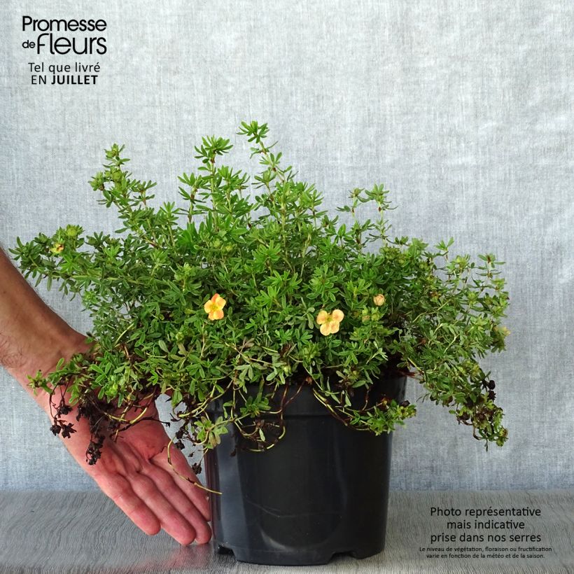 Amostra de Potentilla fruticosa Marian Red Robin Vaso de 1 L/1,5 L tal como entregue no verão