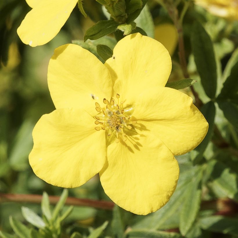 Potentilla fruticosa Medicine Wheel Mountain (Floração)