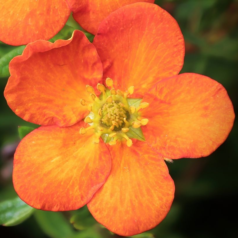 Potentilla fruticosa Orangissima (Floração)