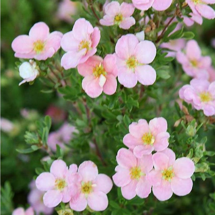 Potentilla fruticosa Pink Beauty (Floração)